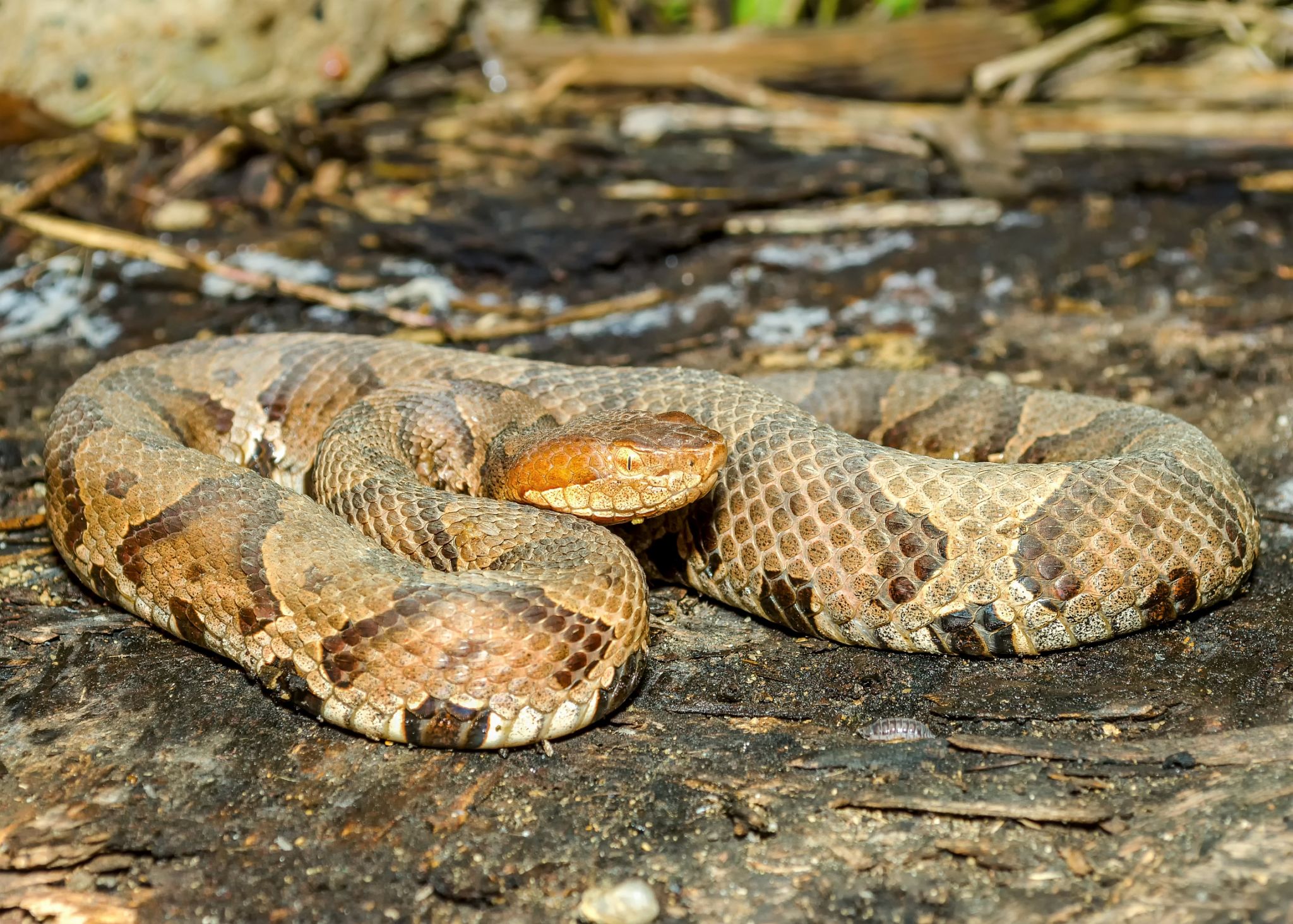 Working on the Wayne | Snazzy Snakes - Ohio University | College of ...